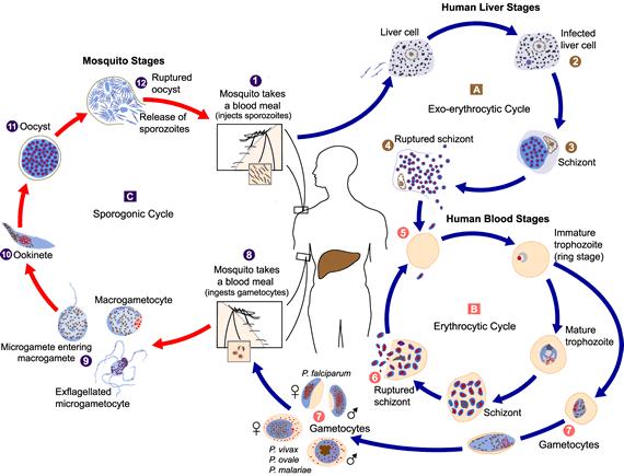 Plasmodium malária fejlődési ciklus röviden - assisi.hu